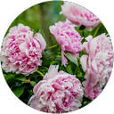 Profilbild von „Britta Ferdinand“